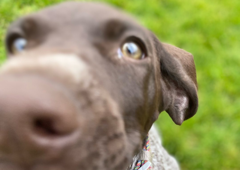 Carousel Slide 6: Dog & Cat Wellness Exams