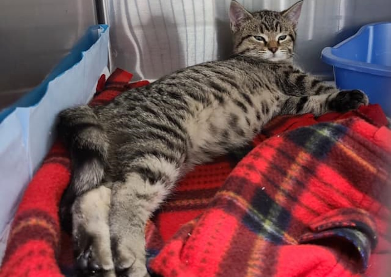 Carousel Slide 4: Kitten and Puppy Preventative Care